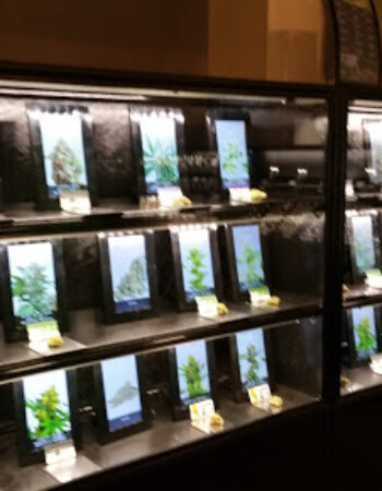 The Green Solution Recreational Marijuana Dispensary