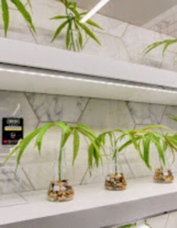 The Green Solution Recreational Marijuana Dispensary