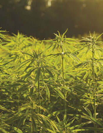 Northern Virginia Hemp and Agriculture