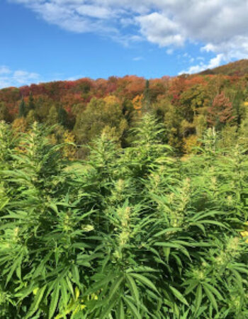 Northeast Kingdom Hemp