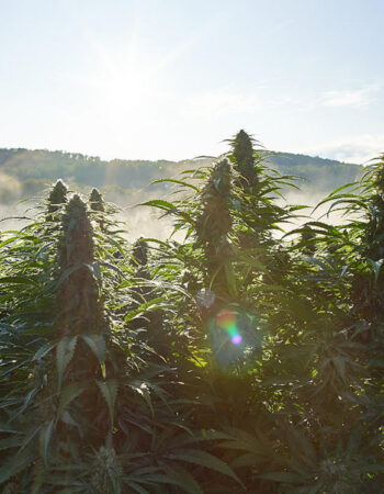 Northeast Hemp Commodities