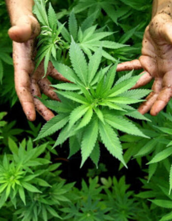 Zion Cannabis Dispensary